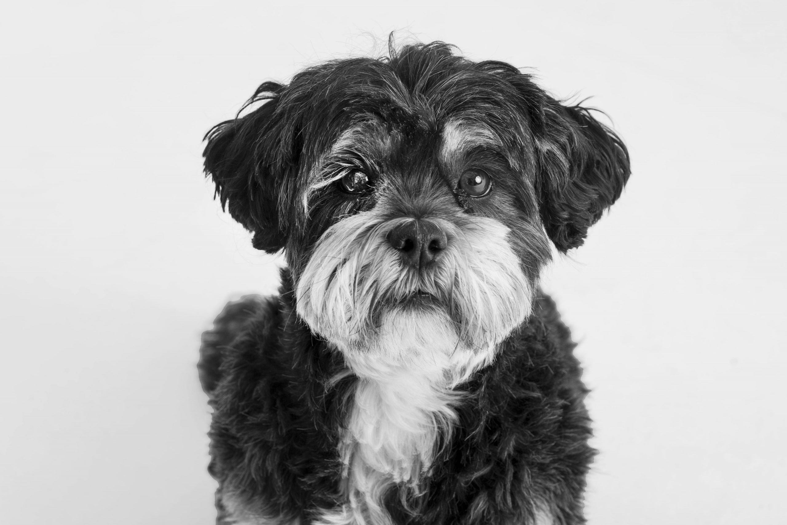 Pet Photographer Essex