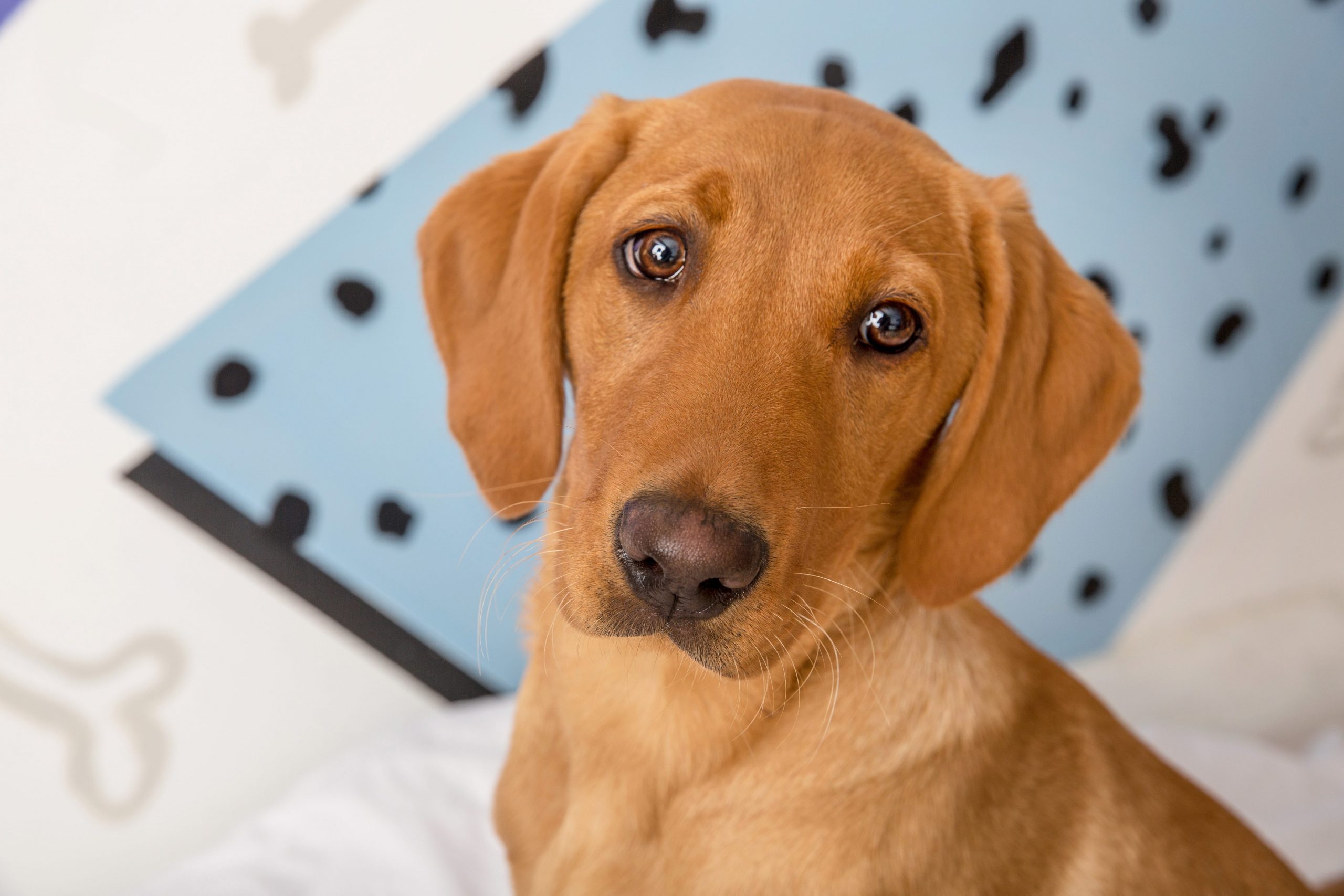 Pet Photography Essex